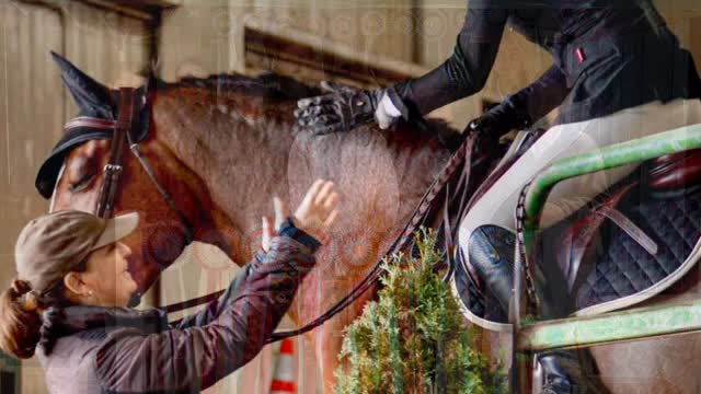 Sara Lindsay — Hunter / Jumper Trainer